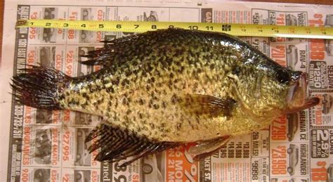 ohio game and fish|Interesting thread on Ohio Game fish. .